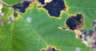 Виноградный лист, пораженный черной пятнистостью