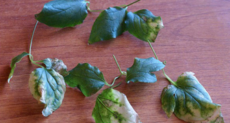Вирусные болезни клематиса и как с ними бороться - желтая мозаика листьев