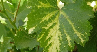 Вирусные болезни винограда - фото хлороза