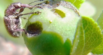 Вишневый долгоносик наносит большой вред ягодам