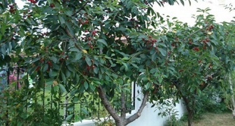 Třešňová múza v zahradě