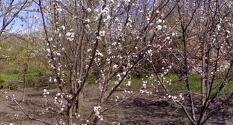 Cherry Muse během kvetení, foto