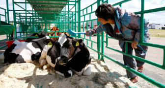 VIV China 2018 - основы животноводства и мастер-классы по уходу за скотом от профессионалов