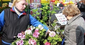 Воронежская усадьба - продажа посадочного материала
