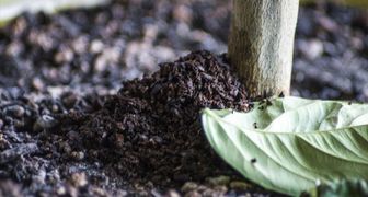 Переизбыток кофе может навредить растению