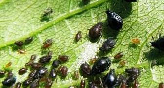 Вредители черешни - вишневая тля