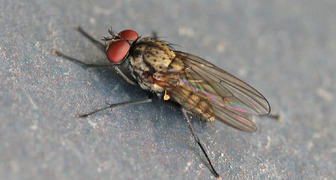 Вредители кабачков - ростковая муха