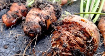 Вредители моркови могут испортить или уничтожить урожай