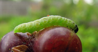 Вредители смородины - гусеницы огневки питаются ягодами