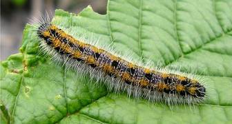 Вредители вишни и борьба с ними, фото гусеницы вишневой моли