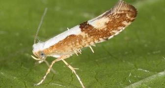 Вредители вишни и черешни - боярышница