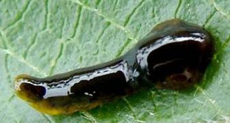 Вредители вишни - слизистый пилильщик