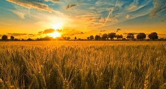 Чтобы не болеть весь год нужно на Феодосию встретить рассвет в хлебном поле