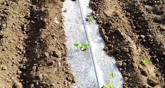 Выращивание арбуза в траншее под пленкой