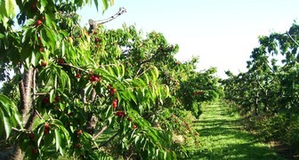 Выращивание черешни в Подмосковье