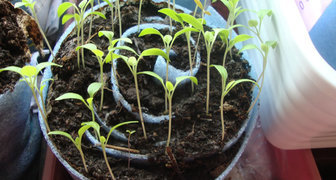 Выращивание капустной рассады в улитке