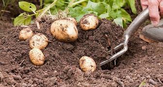 Выращивание картофеля по методу Балабанова