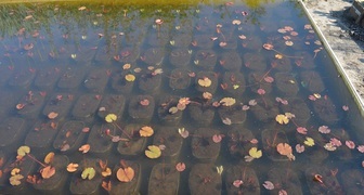 Выращивание водяных лилий в контейнерах
