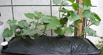 Выращивание огурцов на балконе под пленкой