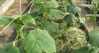 Выращивание огурцов в траншеях - высокоурожайная методика