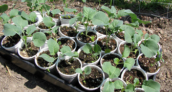 Выращивание рассады капусты без пикирования