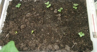 Выращивание рассады капусты в обычной таре