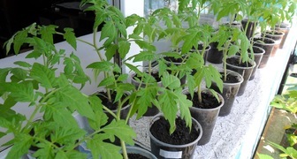 Выращивание рассады помидор на подоконнике