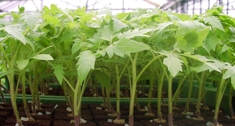 Выращивание рассады томатов в домашних условиях из семян