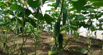 Выращивание и уход за огурцами в теплице во время плодоношения