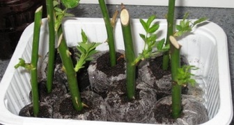 Выращивание зеленых черенков роз в ящиках