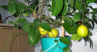 Вырастить лимон можно из косточки, но без прививки он не принесет плодов