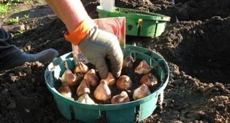 Высаживание луковиц тюльпанов осенью