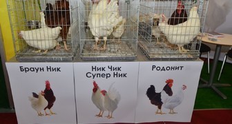 Выставка птицеводства в Екатеринбурге: редкие породы кур 