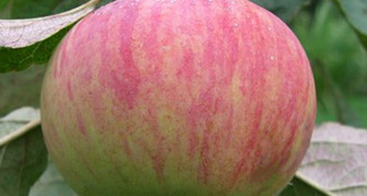 Осенние сорта яблони для Подмосковья, Коричное полосатое яблоко