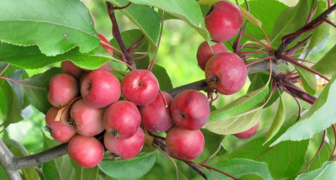 Сорт яблони Балерина Полька отличается сочностью плодов