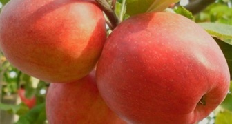 Зимние лучшие сорта яблонь для подмосковья, Пепин Шафранный