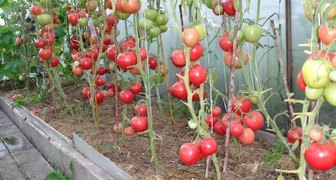 Наиболее популярный среди садоводов томат - Яркая малиновка F1