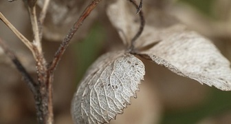 Мокрое почернение листьев гортензии