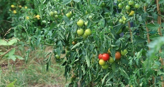 Загущение куста томатов приводит к замедлению созревания