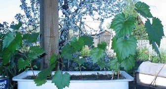 Закаливание винограда из косточки весной
