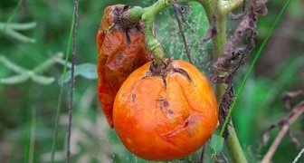 Зараженные фитофторозом плоды томатов