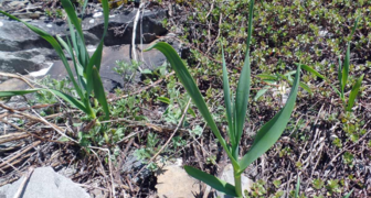 Зеленый лук Косой часто выращивают вместо чеснока