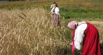 После Ильина дня начиналась жатва пшеницы