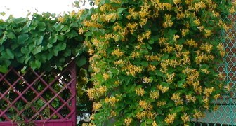 Живая изгородь из жимолости на сетке Рабица