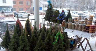 Живые ели при входе во Владимирский Экспоцентр на выставке Новогодняя карусель