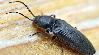 Klikovci jsou nebezpeční škůdci tújí. Jedí kořeny