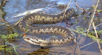 Змеи часто встречаются на дачных участках вблизи водоемов