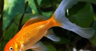 Золотая рыбка идеально подойдет для небольшого пруда