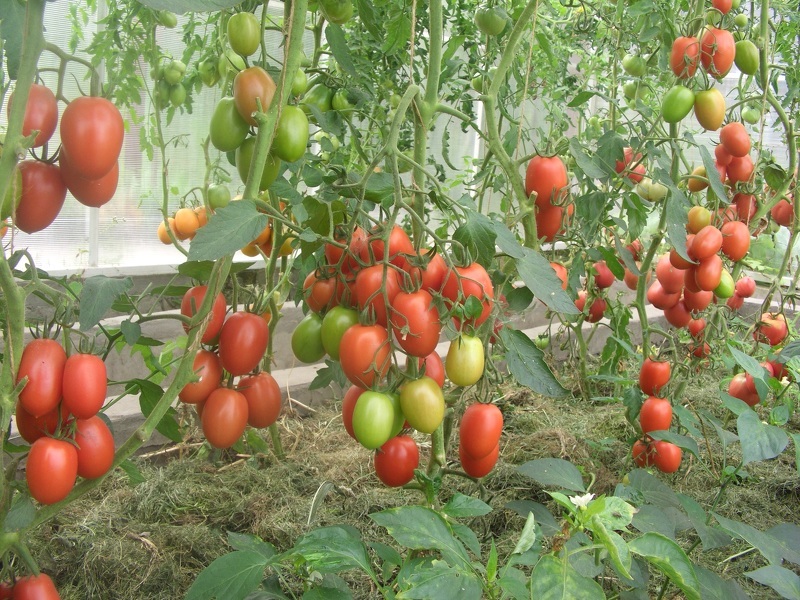 Чем обработать помидоры от фитофтороза