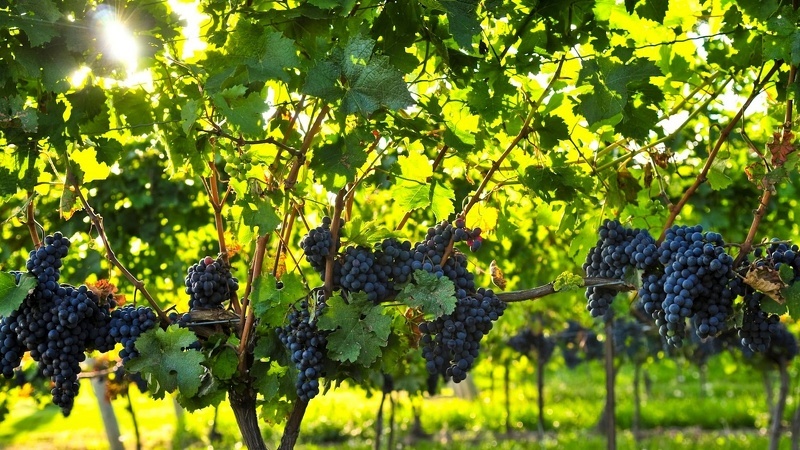 Подкормка винограда после цветения способствует повышению урожайности
